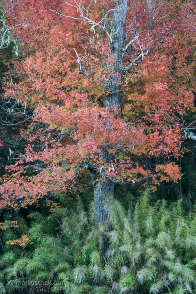 Buntes Herbstlaub in Nordpatagonien