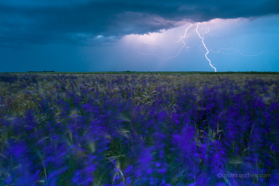 Tolle Landschaften gibt es auch im Südosten von Rumänien an der bulgarischen Grenze wie diese Blumenwiese im Gewitter.