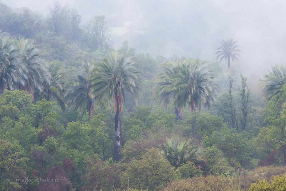 La Campana NP