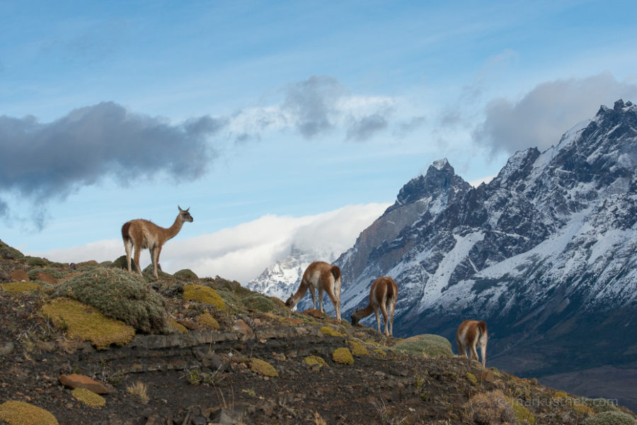 Guanakos in Patagonien, im Hintergrund sind die Cuernos zu sehen.