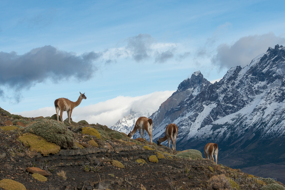 Guanakos in Patagonien, im Hintergrund sind die Cuernos zu sehen.