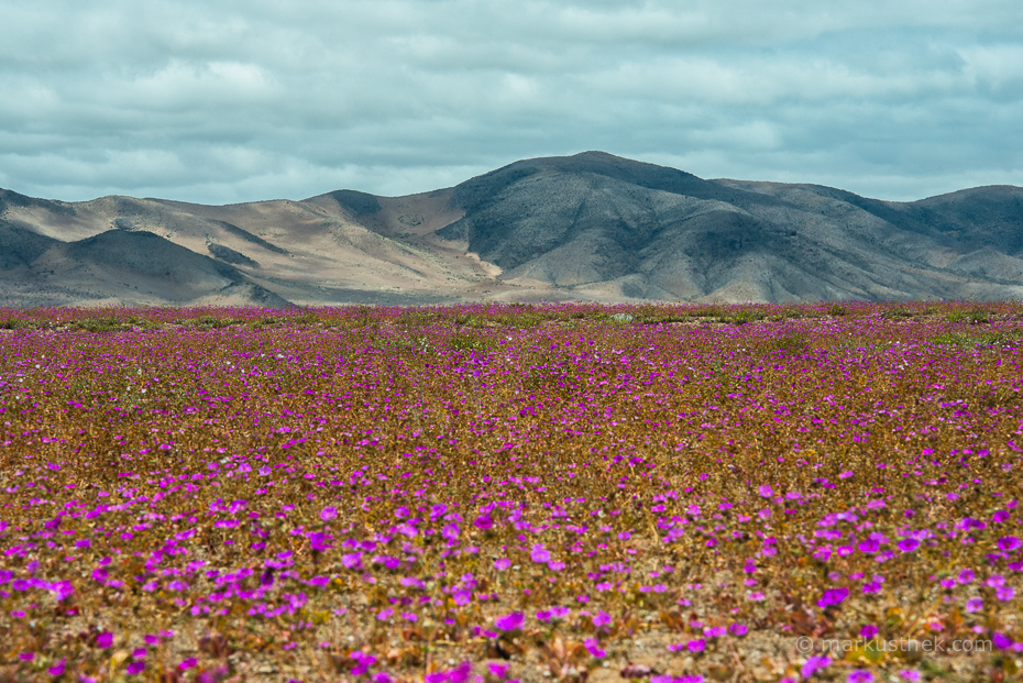 Thek_Markus_Desierto_Florido-4