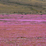 Die "blühende Atacamawüste". Eine bunte Landschaft, die es nur alle paar Jahre so gibt.