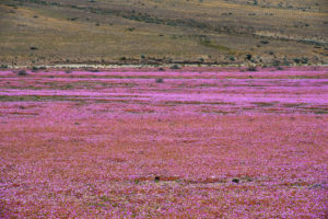 Die "blühende Atacamawüste". Eine bunte Landschaft, die es nur alle paar Jahre so gibt. Ein seltenes Thema der Landschaftsfotografie. Die "blühende Atacamawüste". Eine bunte Landschaft, die es nur alle paar Jahre so gibt.