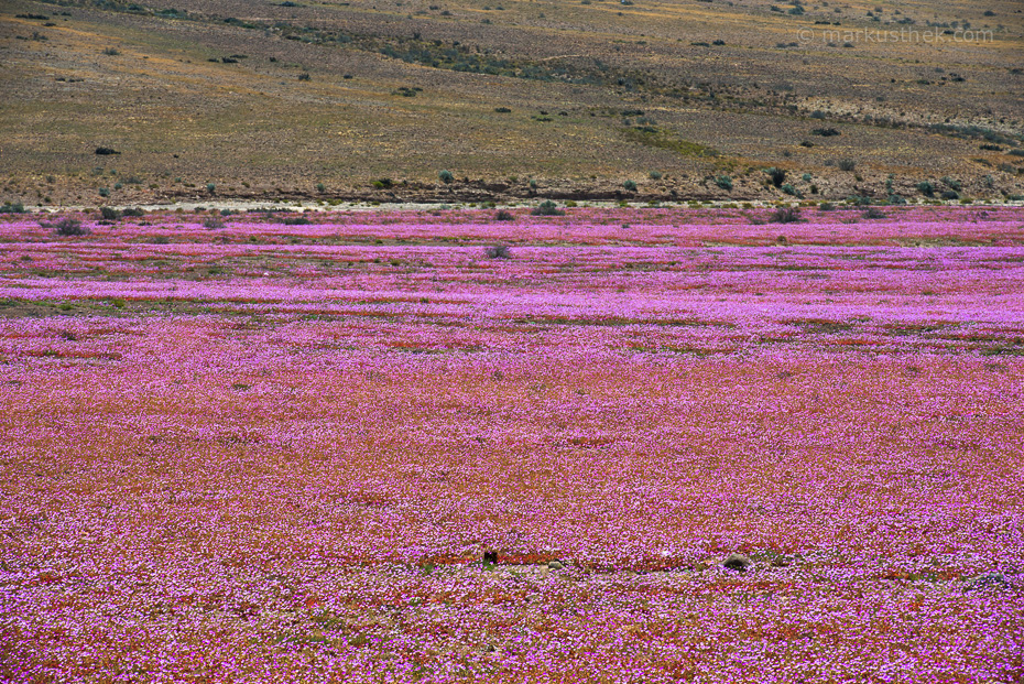 Die "blühende Atacamawüste". Eine bunte Landschaft, die es nur alle paar Jahre so gibt.