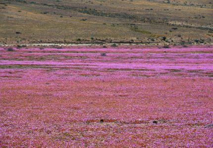 Die "blühende Atacamawüste". Eine bunte Landschaft, die es nur alle paar Jahre so gibt.