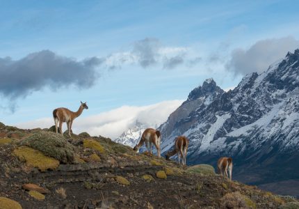 Guanakos in Patagonien, im Hintergrund sind die Cuernos zu sehen.