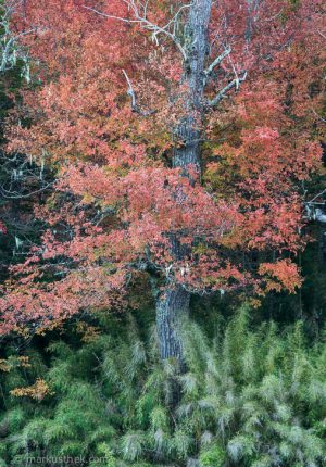 Buntes Herbstlaub in Nordpatagonien