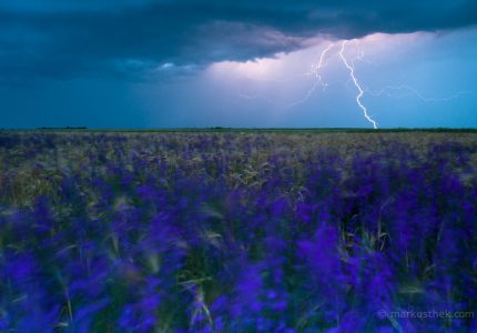 Eine Blumenwiese im Gewitter - Südost-Rumänien